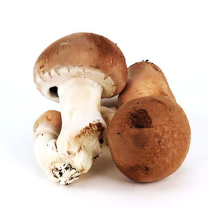 Champignons bruns