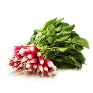 radis classique rose et blanc
