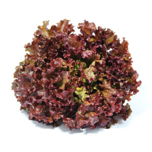 Salade "Batavia Rouge"