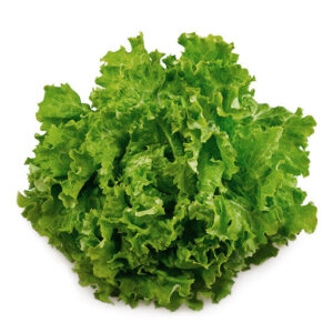 Salade Batavia verte (UPMDT)