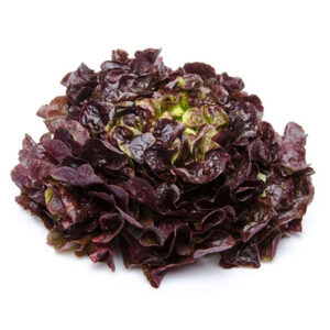 Salade feuille de chêne rouge
