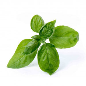 Basilic-bio-la-bouexiere