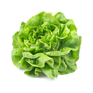 Salade "Laitue verte" (UPMDT)