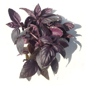Basilic violet