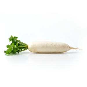 Radis blanc UPMDT